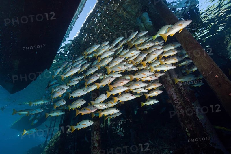 Shoal of one-spotted snappers under jetty, Lutjanus monostigma, Fakarava, Tuamotu Archipelago, French Polynesia, Oceania