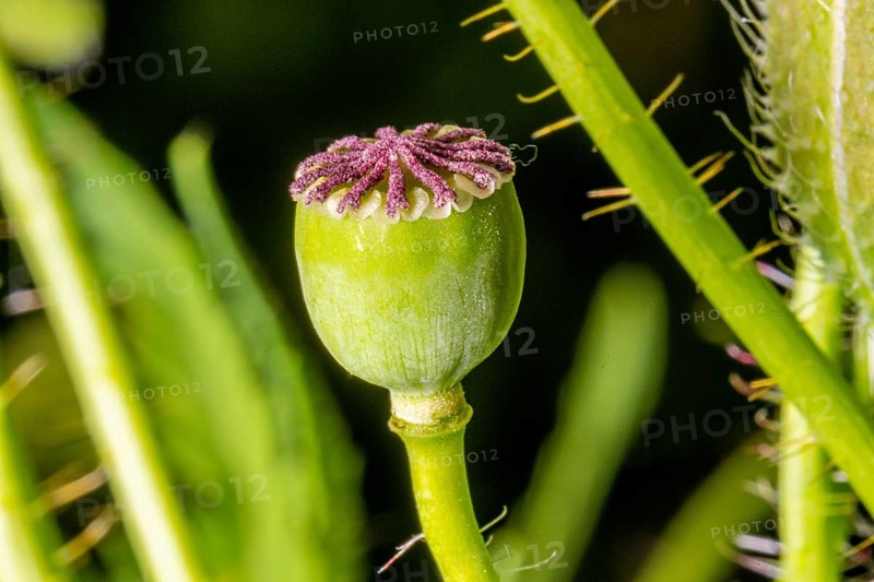 Green poppy seed capsule full of seeds