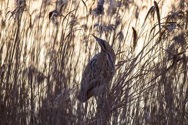 Bittern, Botaurus stellaris, Eurasian bittern