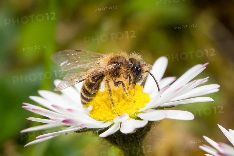 Sandbiene, Andrena, mining bee