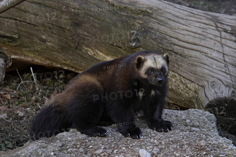 Wolverine, Gulo gulo, wolverine