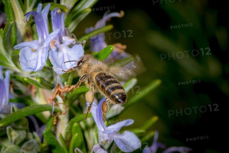 Honey bee flying towards a rosemary flower in spring, in front of a blurred background