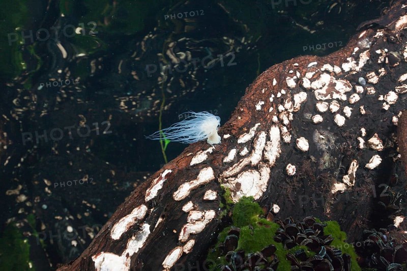Anemone in mangroves, Entacmaea medusivora, Jellyfish Sea, Micronesia, Palau, Oceania