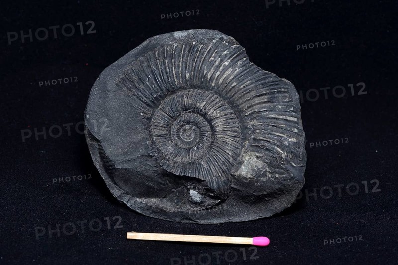 An ammonite fossil on black background