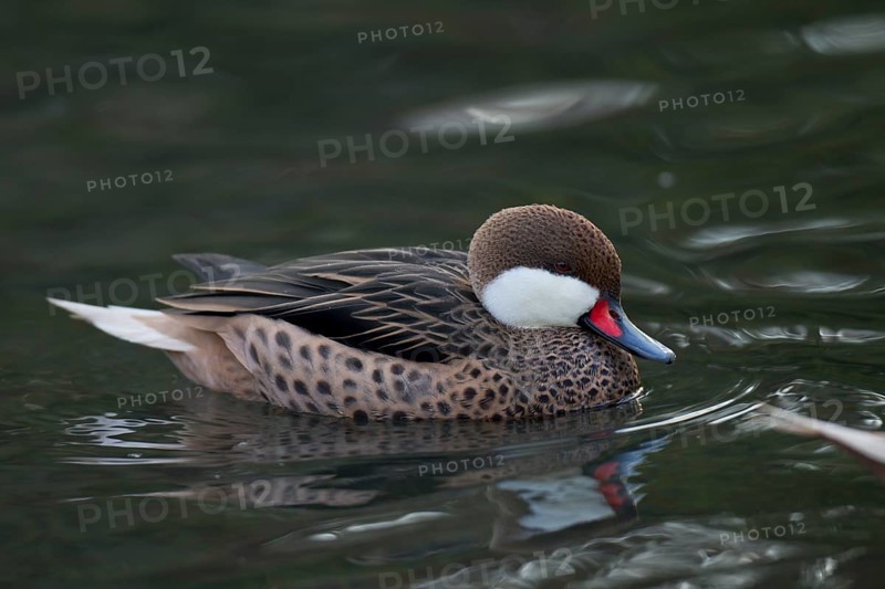 Bahamaente, Weibchen, Anas bahamensis, white-cheeked pintail, female