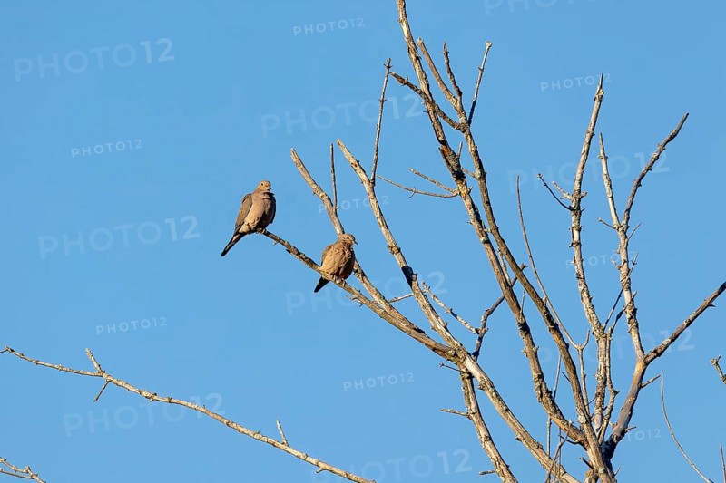 The mourning dove (Zenaida macroura) also known as the American mourning dove, the rain dove, and colloquially as the turtle dove, and was once known as the Carolina pigeon and Carolina turtledove