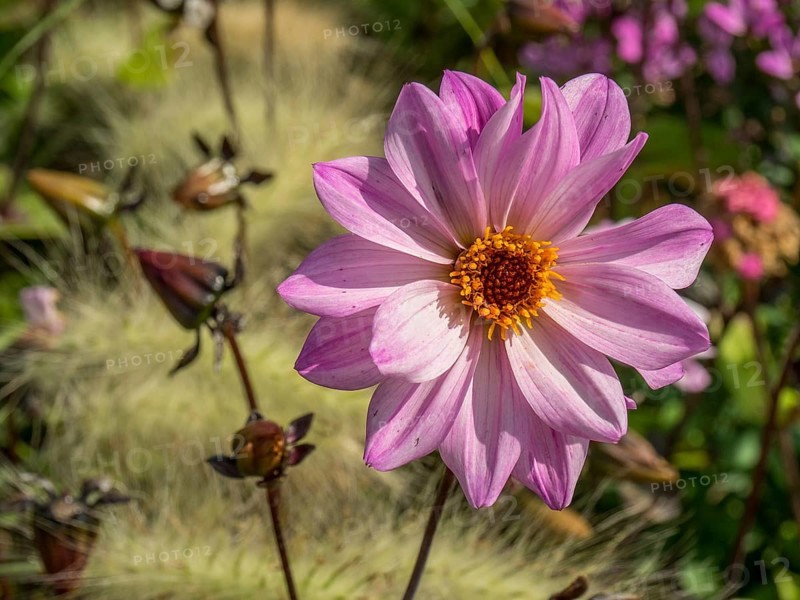 Pale pink flower with bright centre, surrounded by grasses and summer flowers, Bad Lippspringe, Germany, Europe