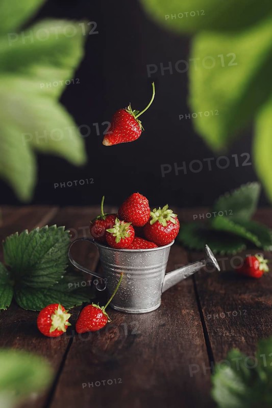 Fresh wet sweet strawberries levitation in watering can on wooden background table, black wall, green leaves, water drops. Freshness, summer concept wallpaper. Eco, bio farm fruits concept in low key