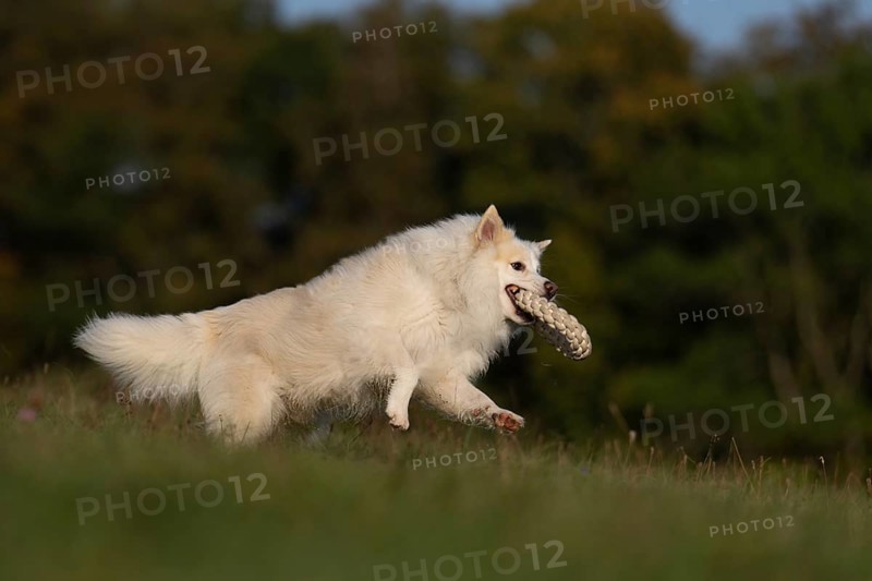 Prey caught