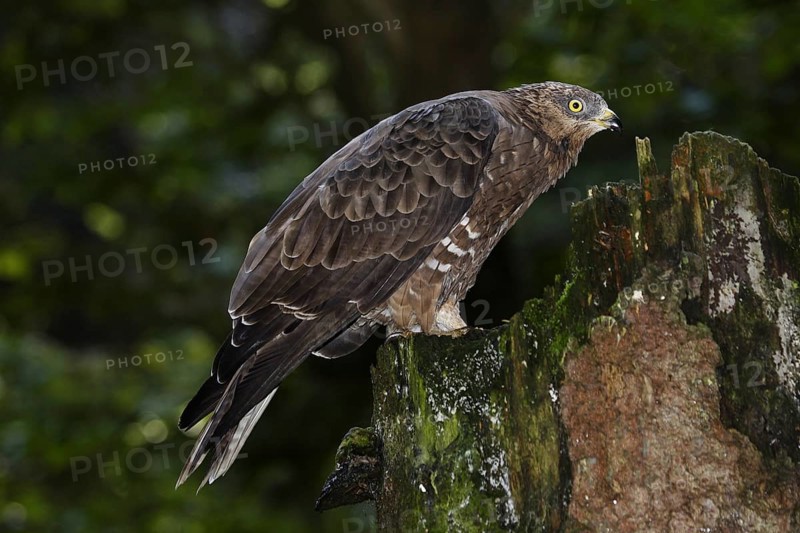 Honey buzzard, Pernis apivorus, European honey buzzard