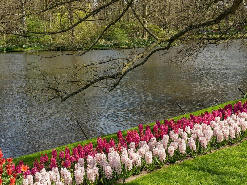 Purple and white hyacinths along a tranquil pond in an idyllic spring landscape, Amsterdam, the Netherlands