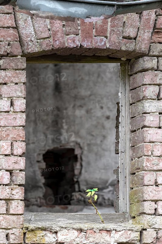 Window opening in a ruin with a green plant