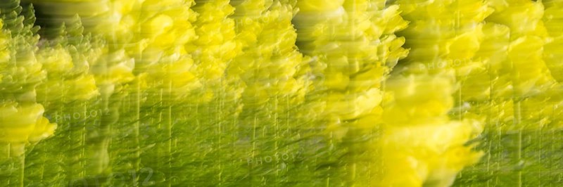 Snapdragon wiping picture