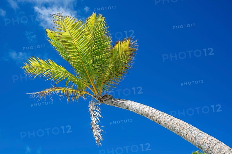 Fronds of a coconut palm (Cocos nucifera) against the sky, private island, bird island, privileged, ecological, adventure, Tetiaroa, atoll, Marlon Brando Island, French Polynesia, Society Islands, Leeward Islands, Oceania