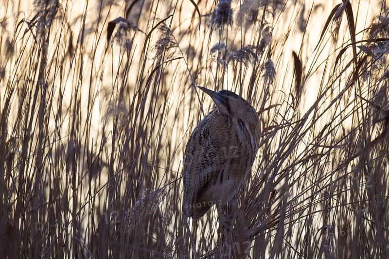 Bittern, Botaurus stellaris, Eurasian bittern