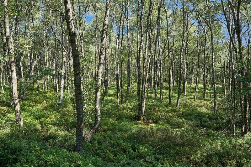 Carpathian birch forest, Red Moor, Rhön Biosphere Reserve, Hesse, Germany, Europe