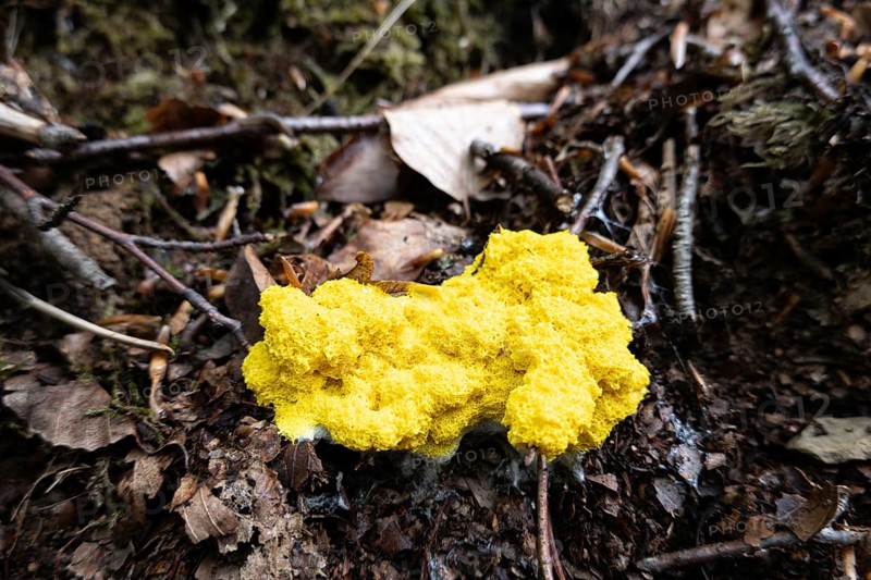 Dog vomit slime mold (Fuligo septica), witch's butter fruiting body on the forest floor, North Rhine-Westphalia, Germany, Europe