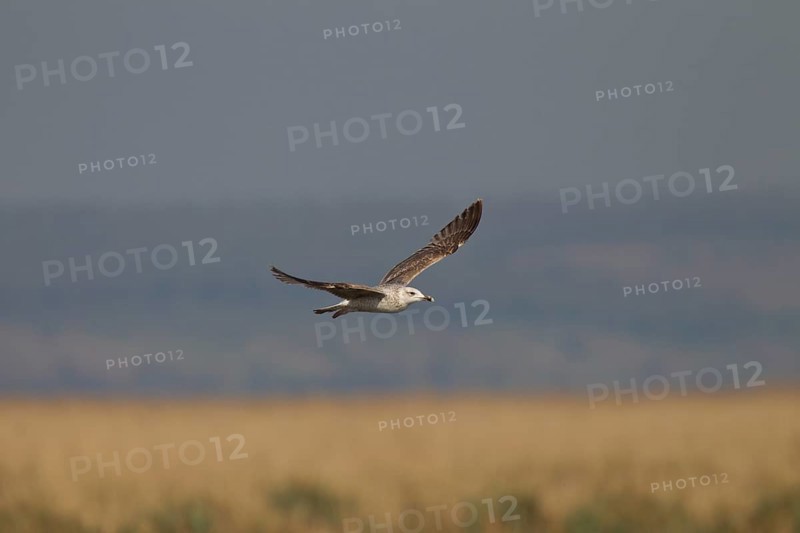 Grossmoewe, gull