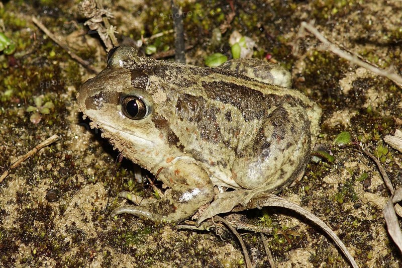 Common spadefoot toad, Pelobates fuscus, toad