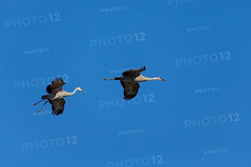 The Sandhill crane (Antigone canadensis) in flight