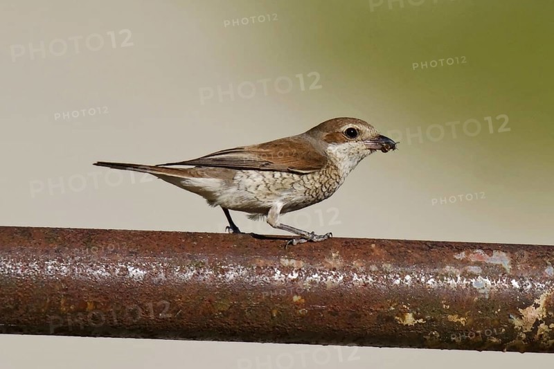 Red-backed shrike ? Female, Lanius collurio, red-backed shrike ? female