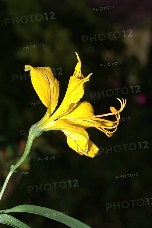 Peruvian lily, the yellow Alstromeria aurantiaca flower