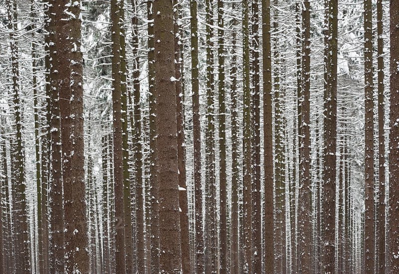 Snow-covered spruce forest