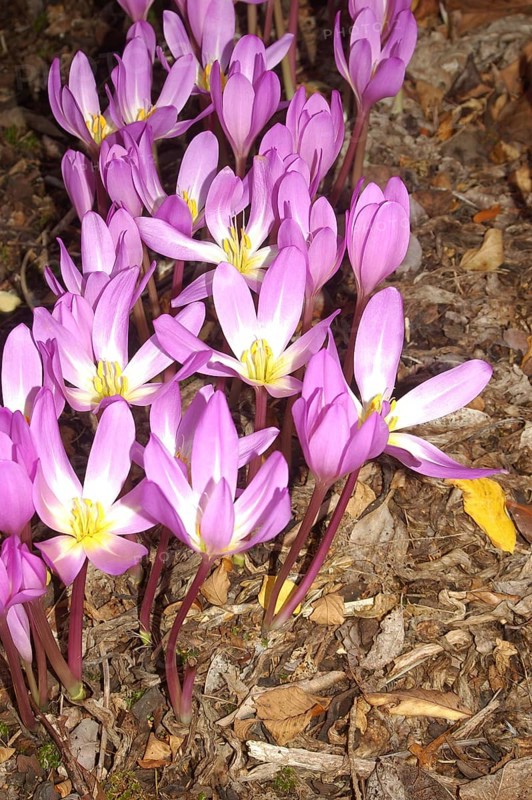 Mauve crocus flowers, probably Crocus tommasianus, from Europe