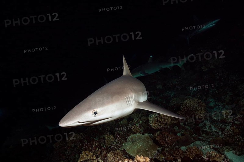 Grey reef sharks hunting at night, Carcharhinus amblyrhynchos, Fakarava, Tuamotu Archipelago, French Polynesia, Oceania