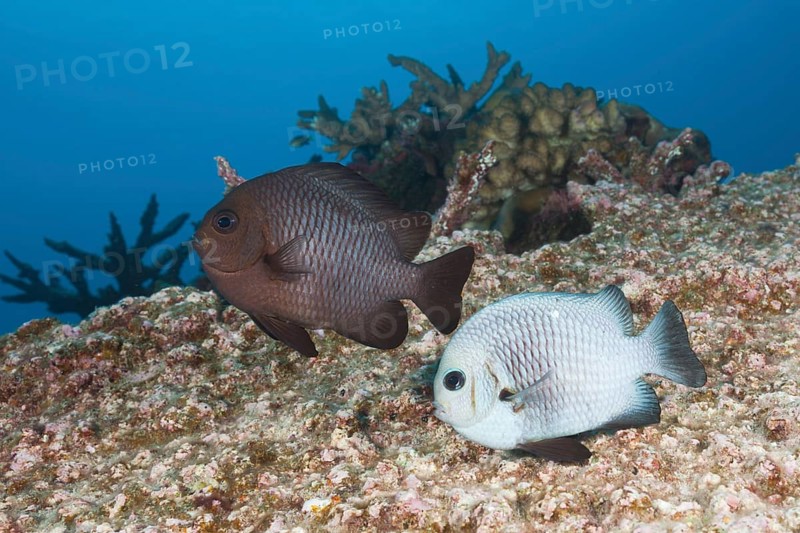 Spawning three-spotted damselfish, Dascyllus trimaculatus, Christmas Island, Australia, Asia