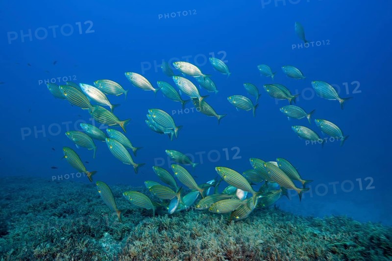 Shoal of golden stripe, Sarpa salpa, island Vis, Mediterranean Sea, Croatia, Europe