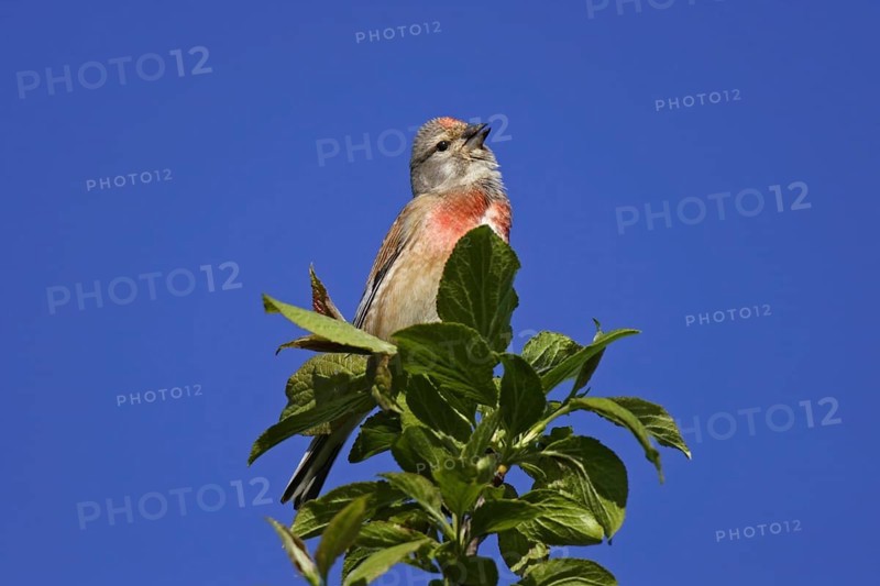 Common linnet, Carduelis cannabina, common linnet