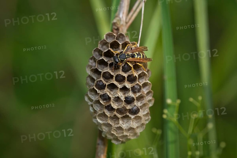 Field wasp at the nest, Polistes, wasp with nest