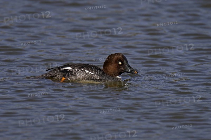 Common Goldeneye, female, Bucephala clangula, Common Goldeneye, female