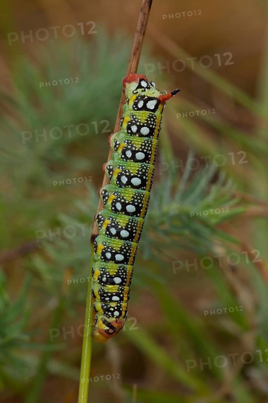 Spurge hawk-moth, caterpillar, Hyles euphorbiae, spurge hawk-moth, caterpillar