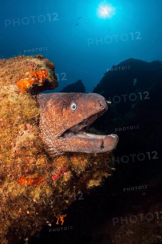 Brown moray eel on Teti Wreck, Gymnothorax unicolor, Vis Island, Mediterranean Sea, Croatia, Europe