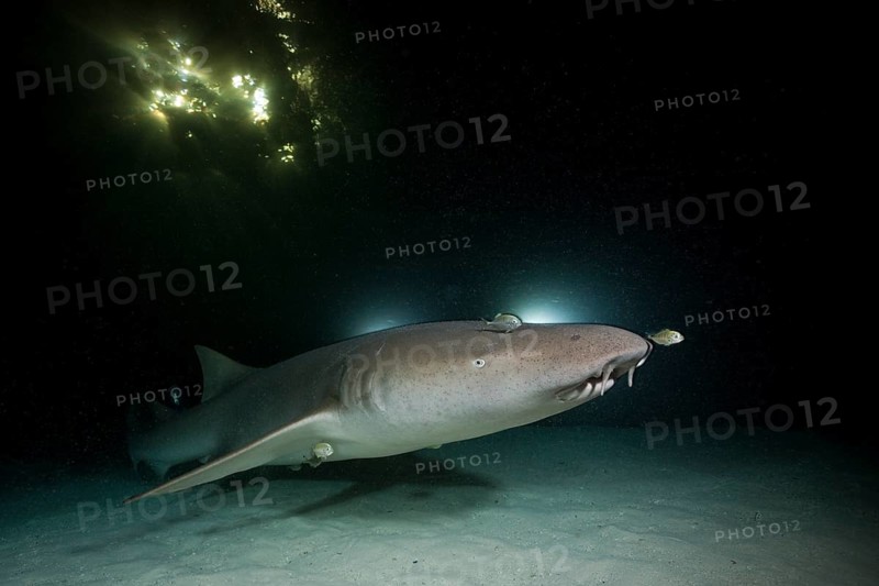 Nurse shark at night, Nebrius ferrugineus, Felidhu Atoll, Maldives, Asia