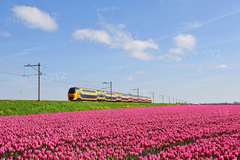 Den Helder, Netherlands. May 2023. Dutch train passing a blossoming field of tulips