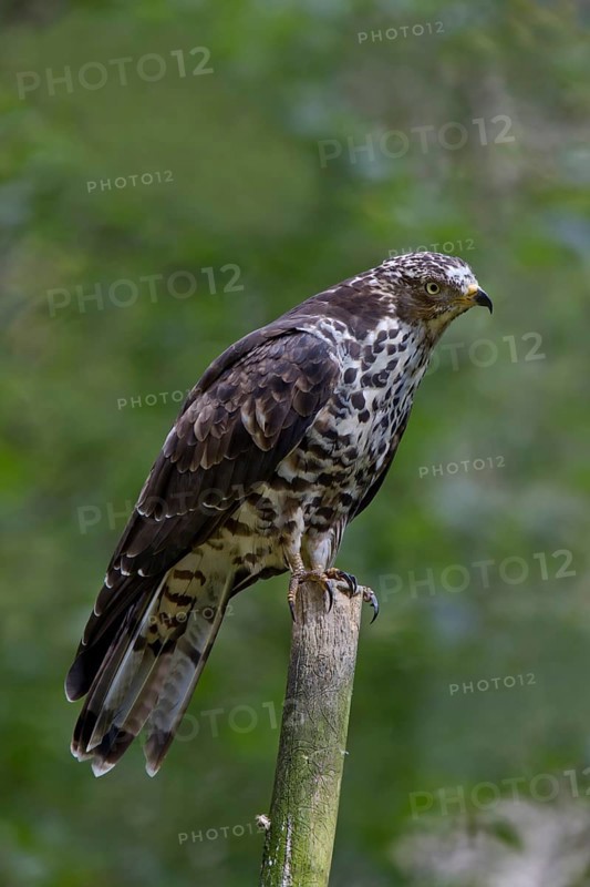 Honey buzzard, female, Pernis apivorus, European honey buzzard, female