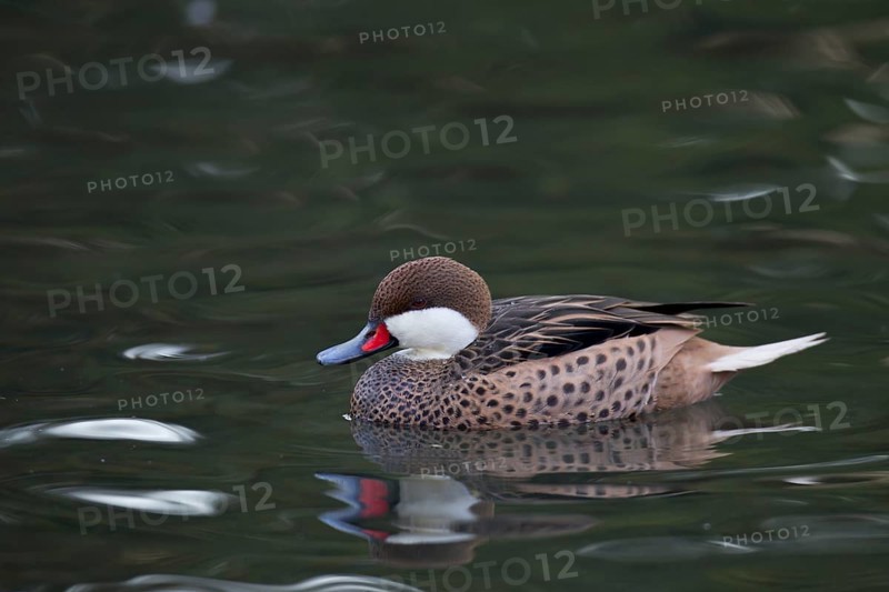 Bahamaente, Weibchen, Anas bahamensis, white-cheeked pintail, female
