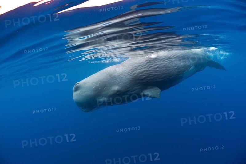 Sperm whale bull, Physeter catodon, Lesser Antilles, Caribbean, Dominica, Central America
