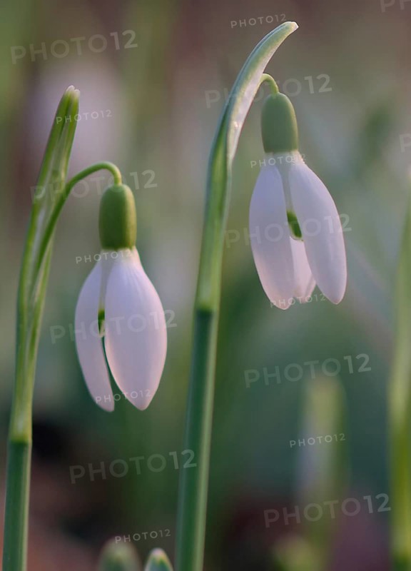 Close-up of common snowdrops (Galanthus nivalis)