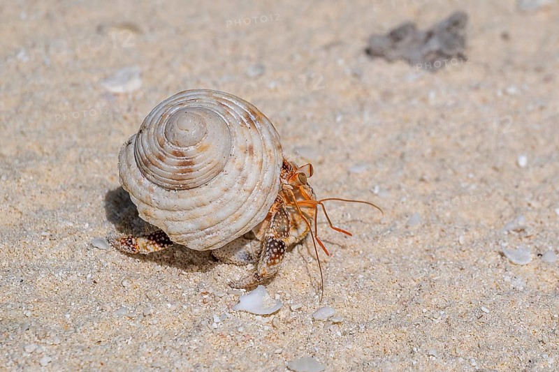 Hermit crab (Dardanus calidus), private island, bird island, privileged, ecological, adventure, Tetiaroa, atoll, Marlon Brando Island, French Polynesia, Society Islands, Leeward Islands, Oceania