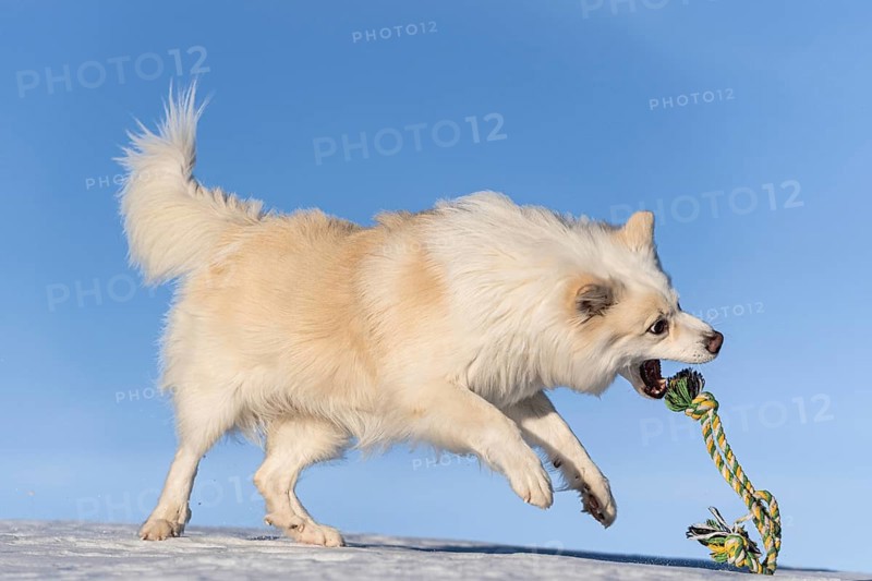 Rope games, Icelandic dog in winter landscape