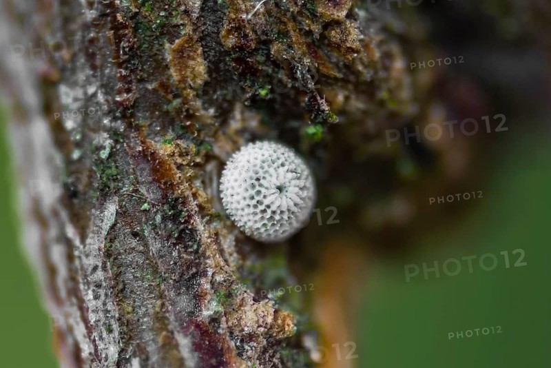 Kidney Spotted Fritillary, egg, Thecla betulae, brown hairstreak, egg