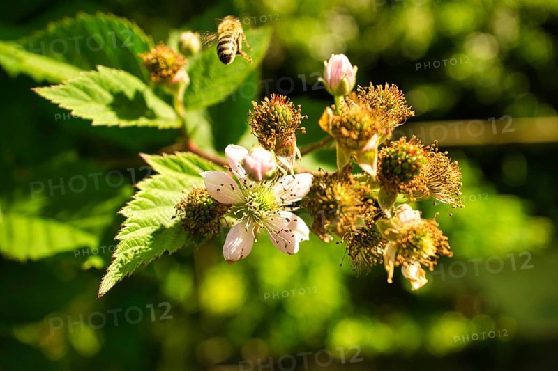 Honey bee collecting nectar on a white blossom of apple tree. Busy insects from nature. From bees we harvest the honey. Animal photo from nature