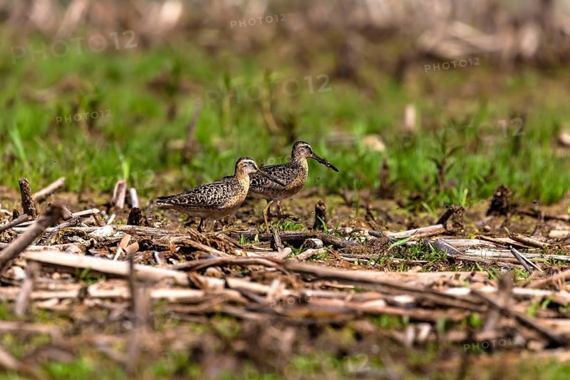 The short-billed dowitcher (Limnodromus griseus), shorebird in the marsh. Adult birds in summer