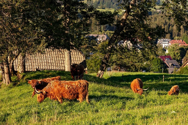 Highland cattle, Kyloe, Highlands, on the pasture, Hinterzarten, Baden-Württemberg, Black Forest, Germany, Europe