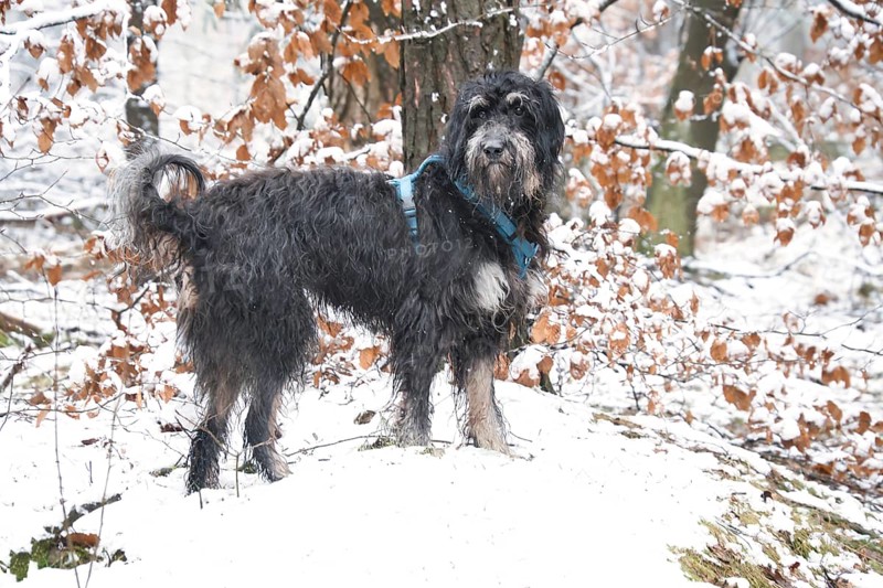 Goldendoodle in the snow. Snowy forest. Black curly fur with light brown markings. Animal photo in nature