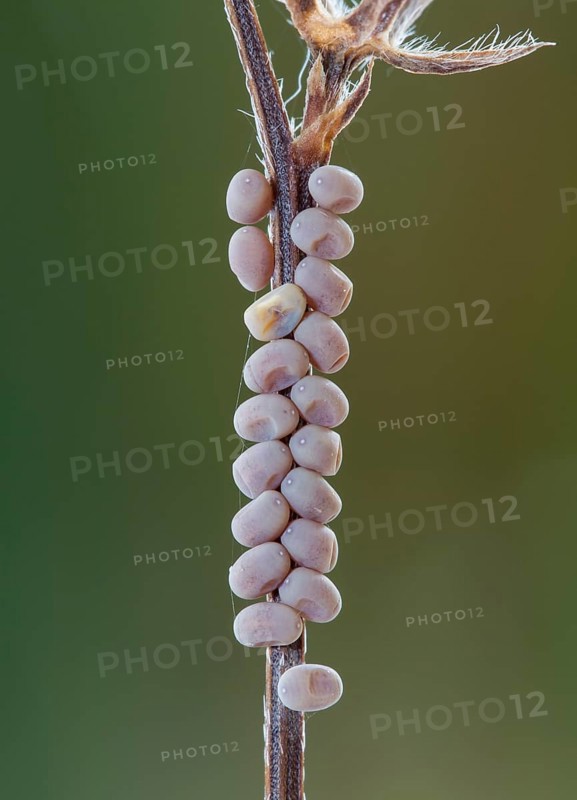 Butterfly, eggs, Libelloides rhomboides ssp. cretensis, Owlfly, eggs